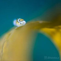 天使のダンゴウオ