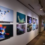 ウミウシ写真展
