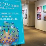 ウミウシ写真展