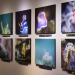 ウミウシ写真展