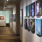 ウミウシ写真展