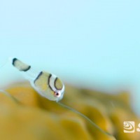 天使のダンゴウオ