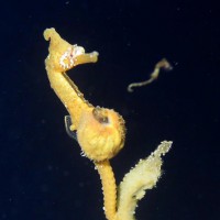 タツノオトシゴのハッチアウト