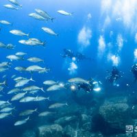 カンパチの群れ