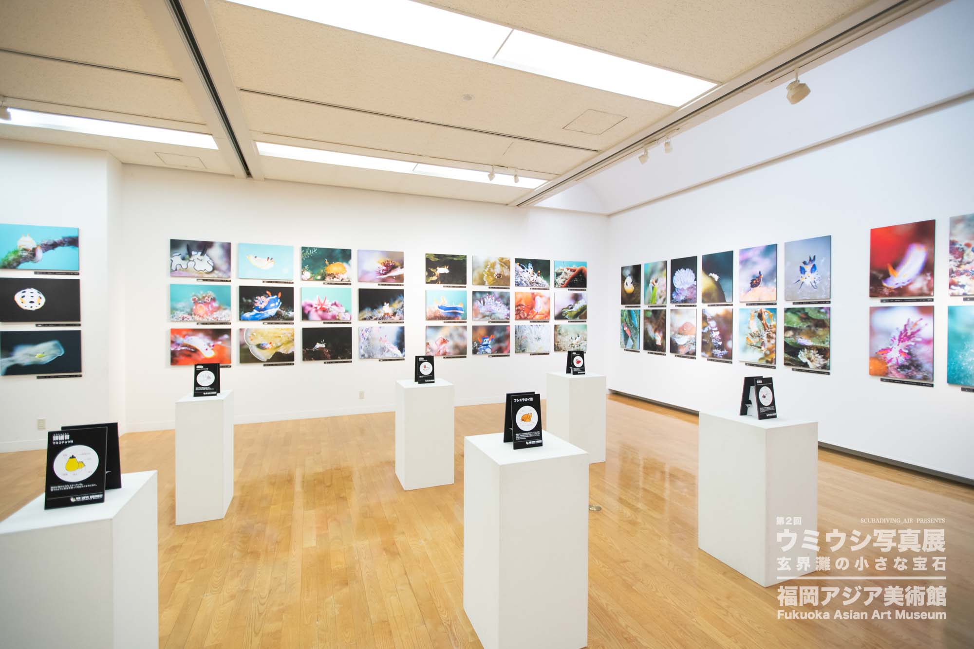 ウミウシ写真展