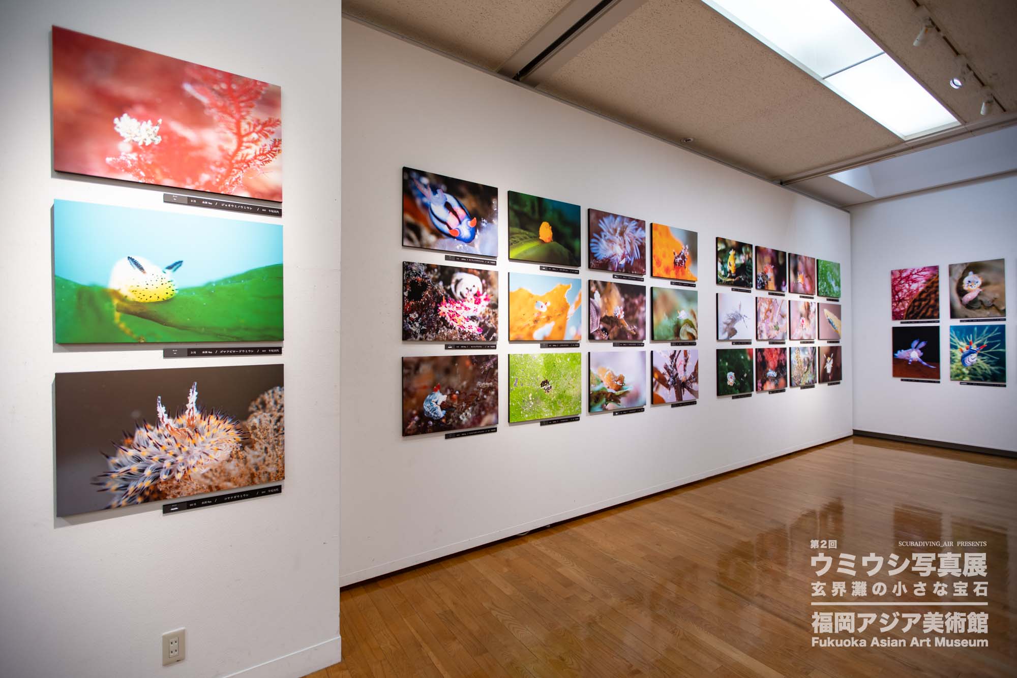 ウミウシ写真展