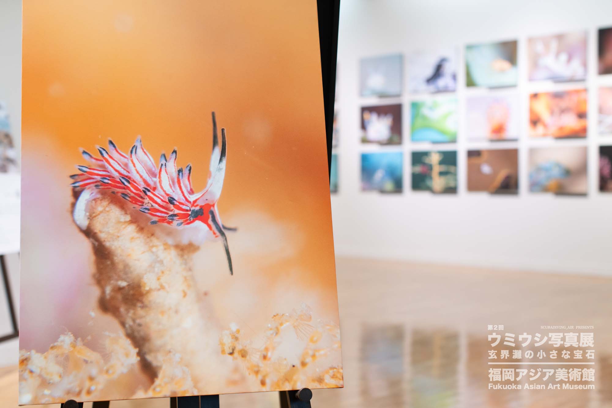 ウミウシ写真展