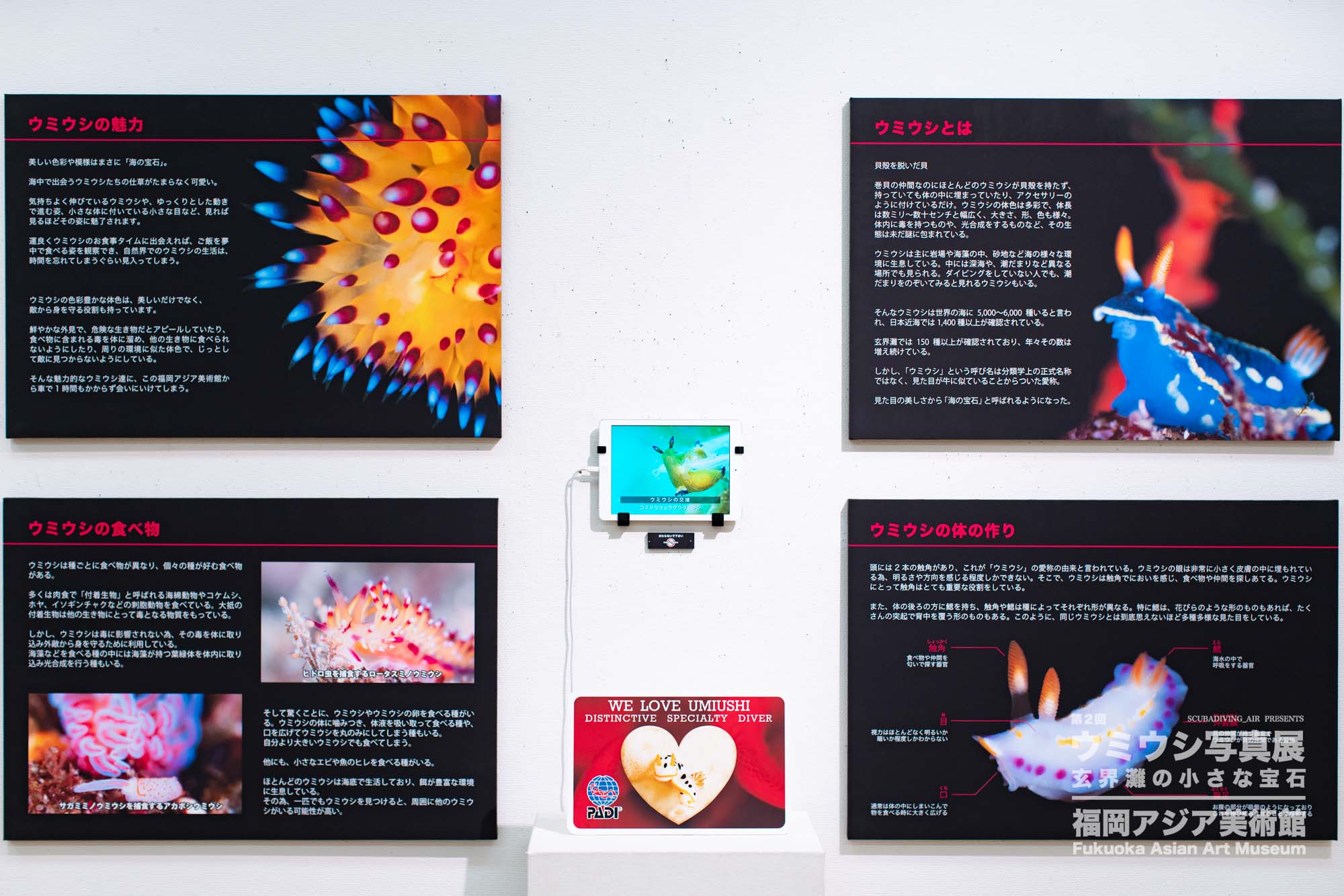 ウミウシ写真展