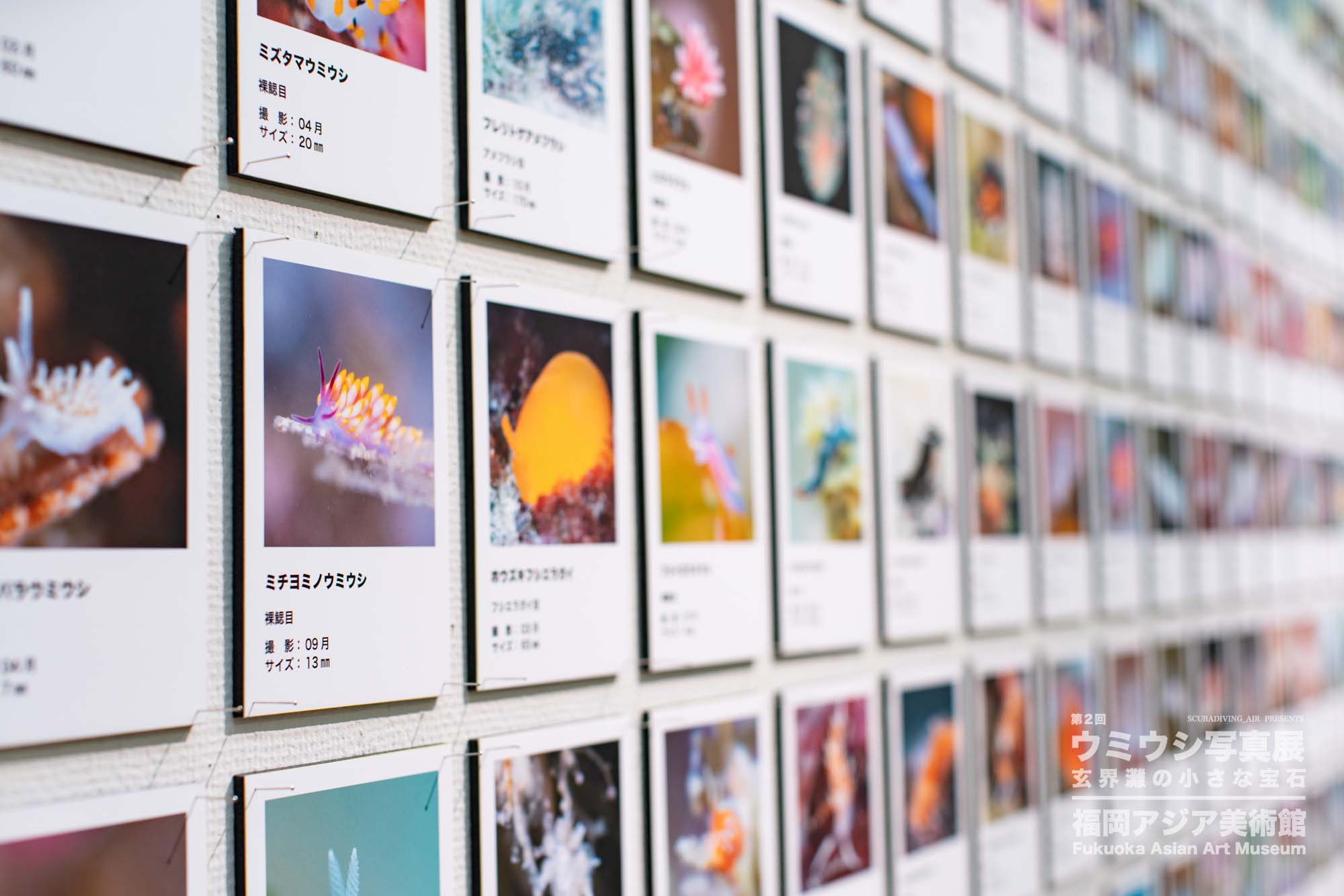 ウミウシ写真展