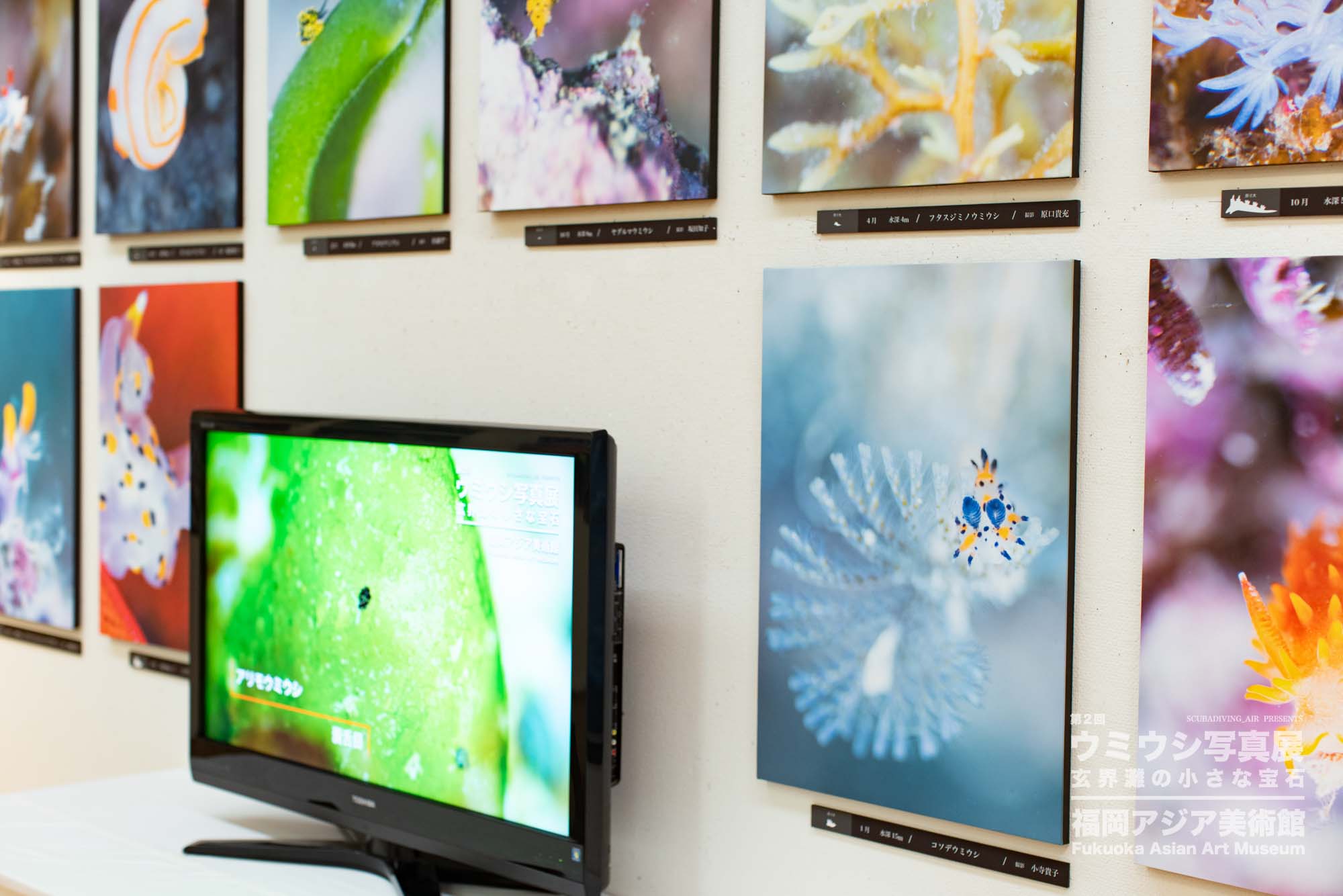 ウミウシ写真展