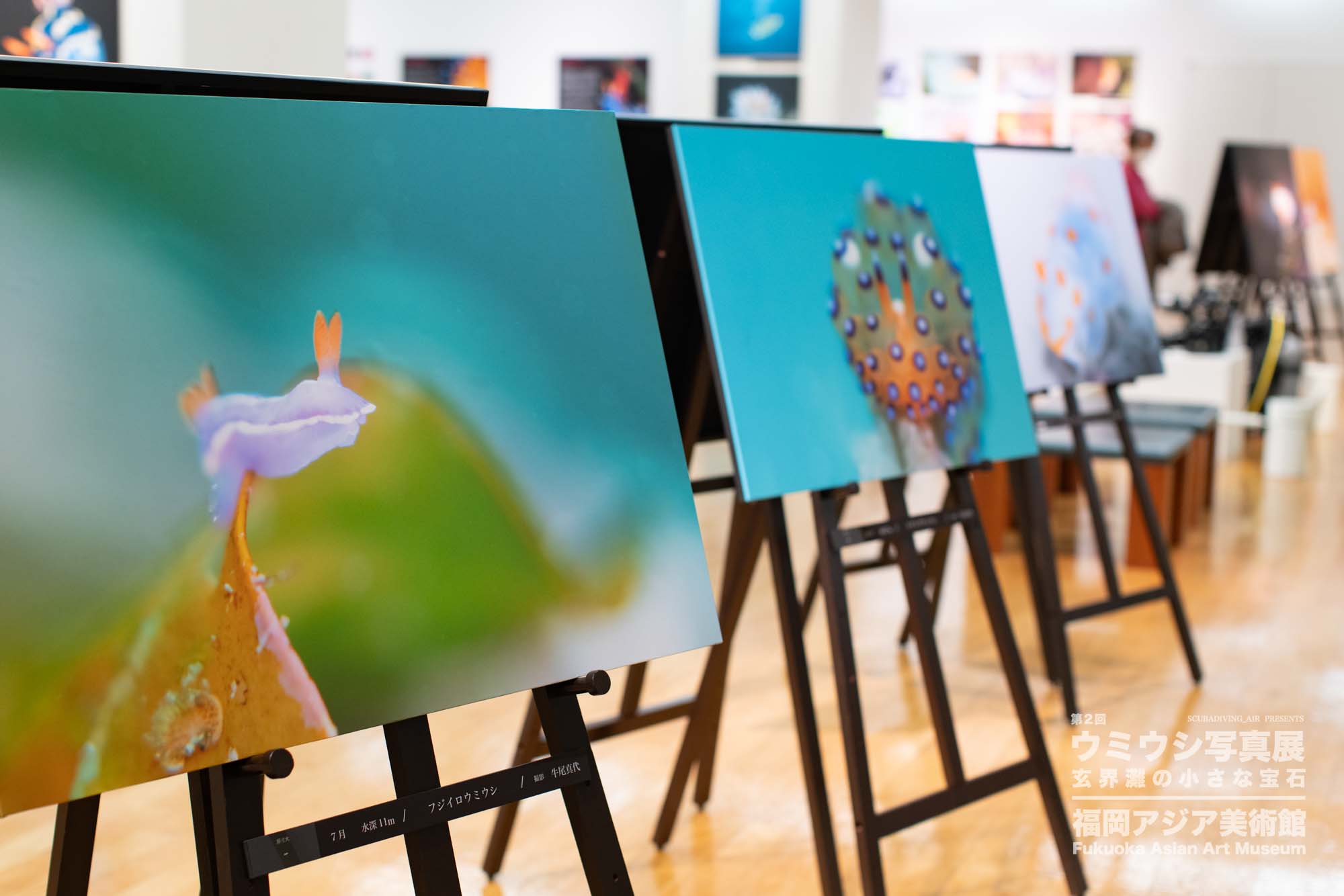 ウミウシ写真展