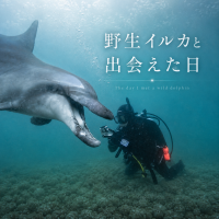 野生イルカと出会う