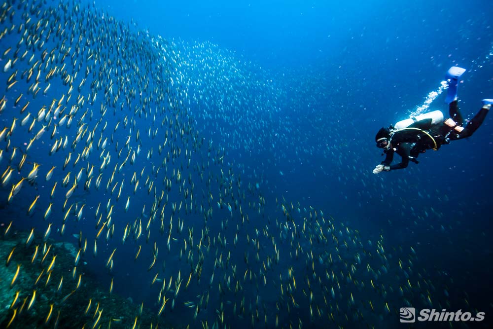 沖ノ島ダイバーとタカベ