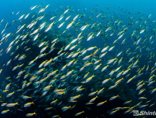 水中動画 福岡の水中写真家 進藤知史のブログ